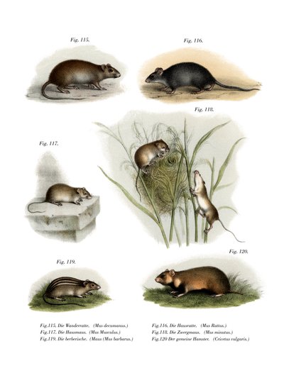 Norge Rotte, 1860 af German School